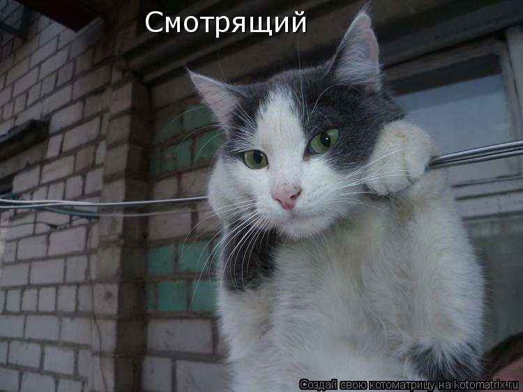 Котоматрица: Смотрящий