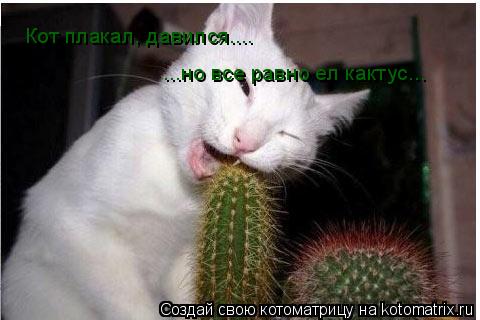 Котоматрица: Кот плакал, давился.... ...но все равно ел кактус...
