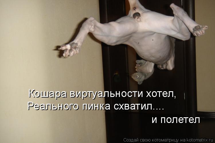 Котоматрица: Кошара виртуальности хотел, Реального пинка схватил.... и полетел