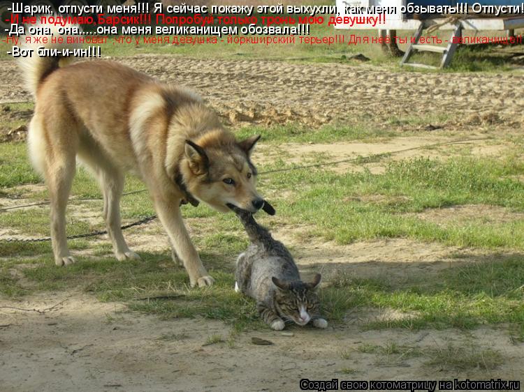Котоматрица: -Шарик, отпусти меня!!! Я сейчас покажу этой выхухли, как меня обзывать!!! Отпусти!!! -И не подумаю,Барсик!!! Попробуй только тронь мою девушку!! -