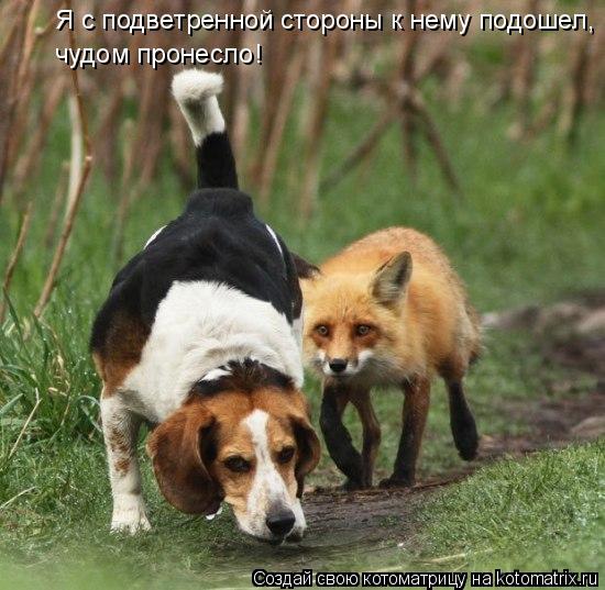 Котоматрица: Я с подветренной стороны к нему подошел, чудом пронесло!
