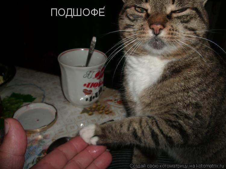 Котоматрица: ПОДШОФЕ&#769;