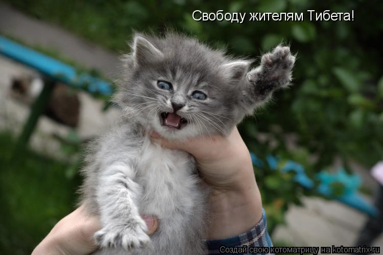 Котоматрица: Свободу жителям Тибета!