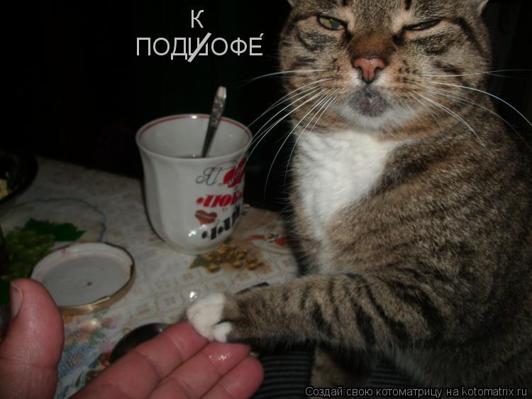 Котоматрица: ПОДШОФЕ&#769;  К /
