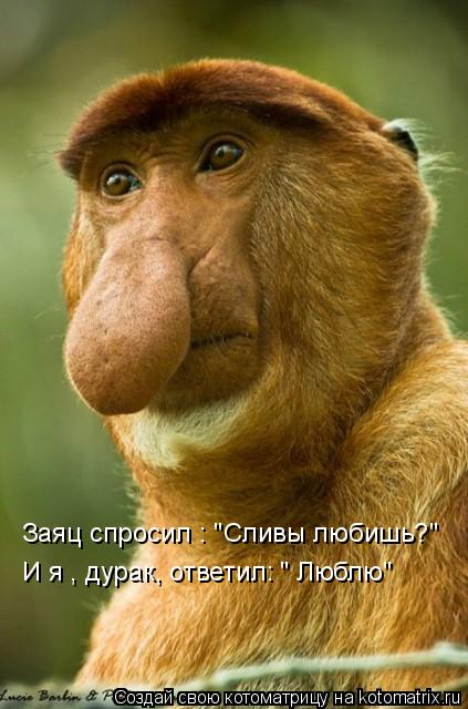 Заяц спросил : "Сливы любишь?" И я , дурак, ответил: " Люблю"... Котоматрица: Заяц спросил : "Сливы любишь?" И я , дурак, ответил: " Люблю"