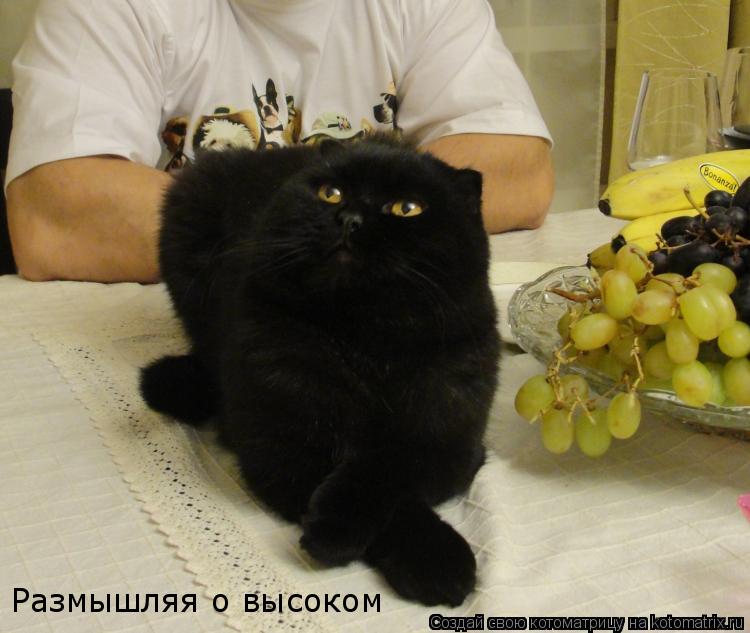 Размышляя о высоком... Котоматрица: Размышляя о высоком
