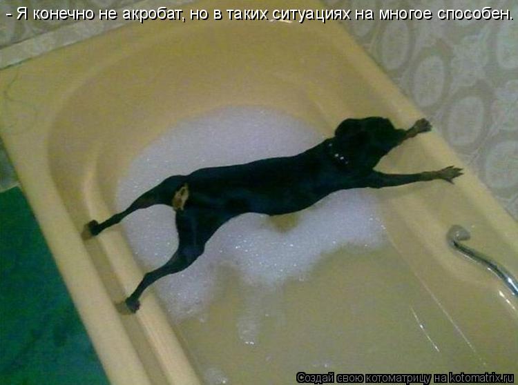 - Я конечно не акробат, но в таких ситуациях на многое способен.... Котоматрица: - Я конечно не акробат, но в таких ситуациях на многое способен.