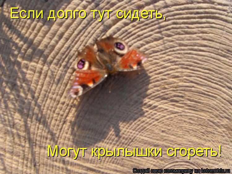 Если долго тут сидеть, Могут крылышки сгореть!... Котоматрица: Если долго тут сидеть, Могут крылышки сгореть!