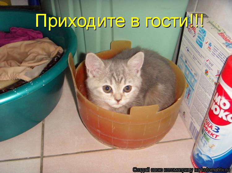 Приходите в гости!!!... Котоматрица: Приходите в гости!!!