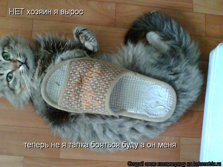 НЕТ хозяин я вырос теперь не я тапка бояться буду а он меня... Котоматрица: НЕТ хозяин я вырос теперь не я тапка бояться буду а он меня