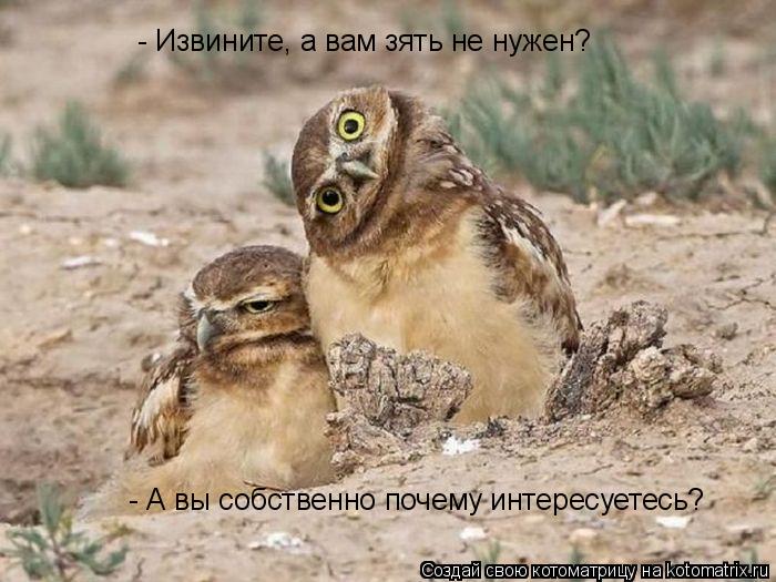 - Извините, а вам зять не нужен? - А вы собственно почему интересуетесь?... Котоматрица: - Извините, а вам зять не нужен? - А вы собственно почему интересуетесь?