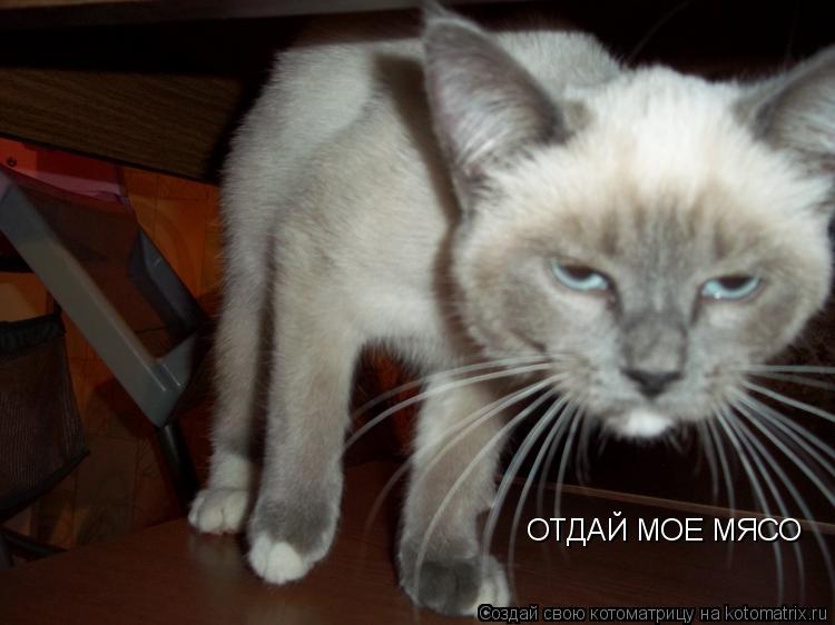 ОТДАЙ МОЕ МЯСО... Котоматрица: ОТДАЙ МОЕ МЯСО