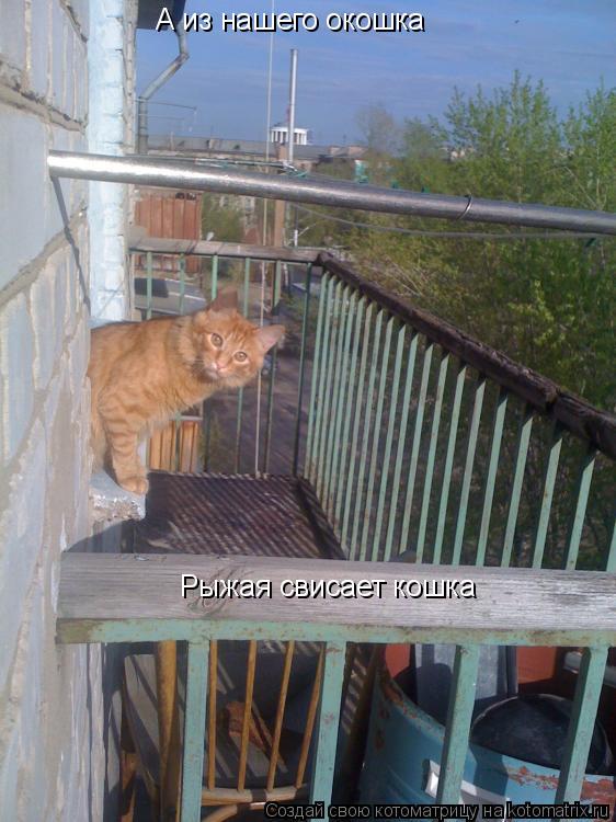 А из нашего окошка Рыжая свисает кошка... Котоматрица: А из нашего окошка Рыжая свисает кошка