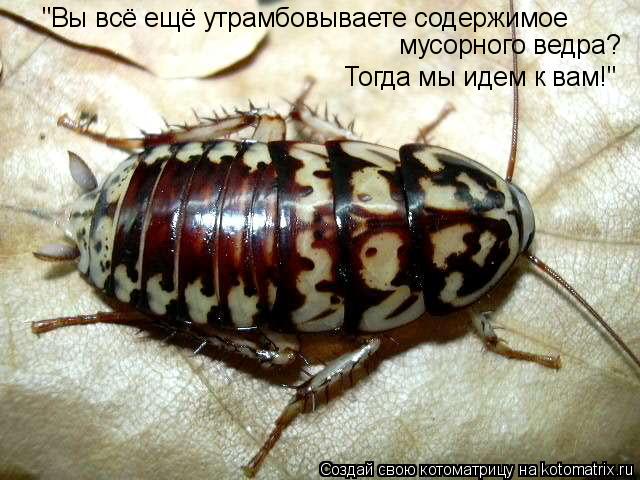 "Вы всё ещё утрамбовываете содержимое мусорного ведра? Тогда мы идем к вам!"... Котоматрица: "Вы всё ещё утрамбовываете содержимое мусорного ведра? Тогда мы идем к вам!"