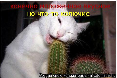 конечно мороженное вкусное но что-то колючие... Котоматрица: конечно мороженное вкусное но что-то колючие