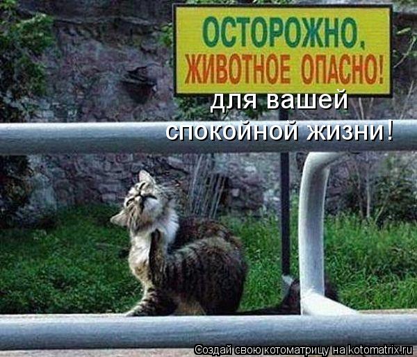 для вашей спокойной жизни!... Котоматрица: для вашей спокойной жизни!