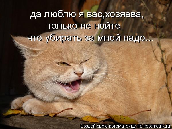 да люблю я вас,хозяева, только не нойте что убирать за мной надо...... Котоматрица: да люблю я вас,хозяева, только не нойте что убирать за мной надо...