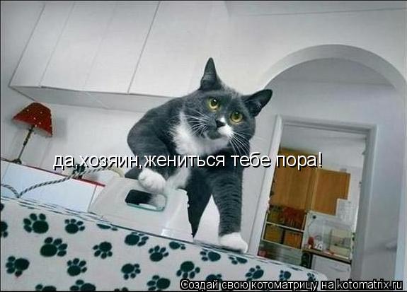 да,хозяин,жениться тебе пора!... Котоматрица: да,хозяин,жениться тебе пора!