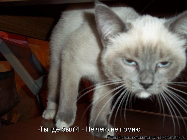 -Ты где был?! - Не чего не помню..... Котоматрица: -Ты где был?! - Не чего не помню..