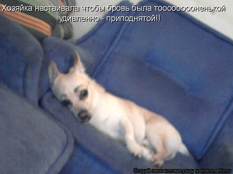 Хозяйка настаивала чтобы бровь была тооооооооооненькой Хозяйка настаивала чтобы бровь была тоооооооон... Котоматрица: Хозяйка настаивала чтобы бровь была тооооооооооненькой Хозяйка настаивала чтобы бровь была тооооооооненькой удивленно - приподнятой!! уд