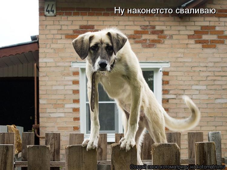 Ну наконетсто сваливаю... Котоматрица: Ну наконетсто сваливаю