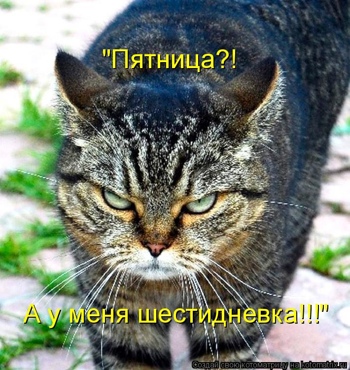 Котоматрица: А у меня шестидневка!!!" "Пятница?!