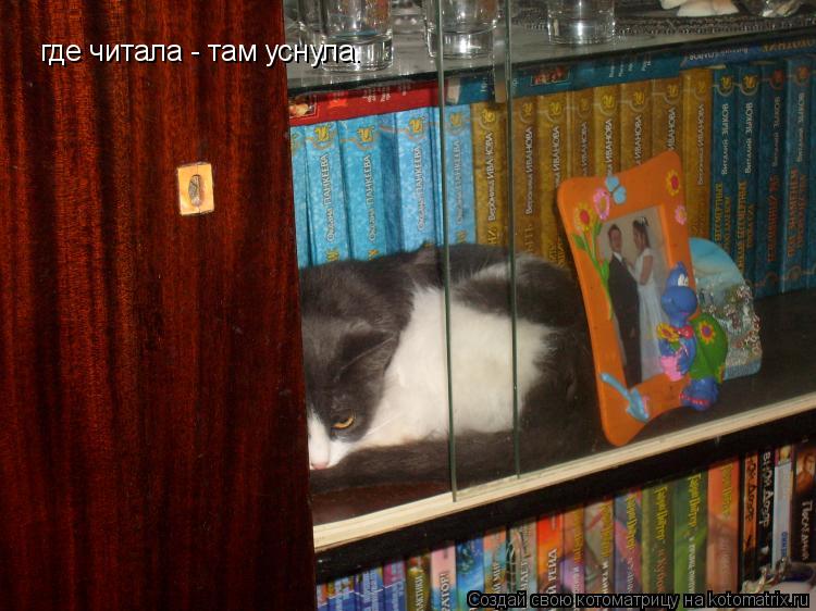 где читала - там уснула.... Котоматрица: где читала - там уснула.