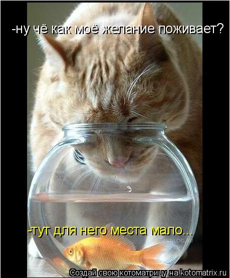 Котоматрица: -ну чё как моё желание поживает? -тут для него места мало...