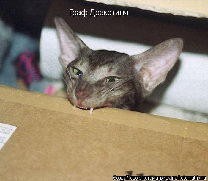 Котоматрица: Граф Дракотиля