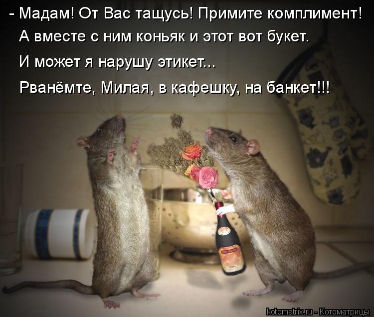 Котоматрица: - Мадам! От Вас тащусь! Примите комплимент! А вместе с ним коньяк и этот вот букет. И может я нарушу этикет... Рванёмте, Милая, в кафешку, на банк
