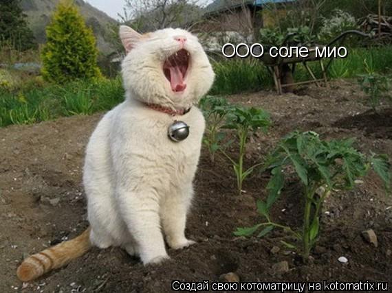 Котоматрица: ООО соле мио