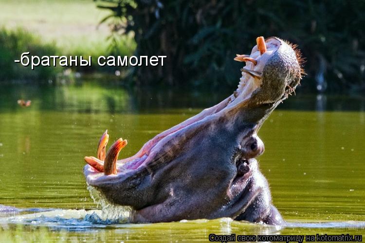 Котоматрица: -братаны самолет