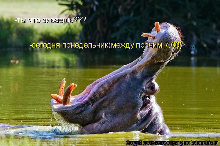 Котоматрица: -ты что зиваешь??? -сегодня понедельник(между прочим 7.00) ...