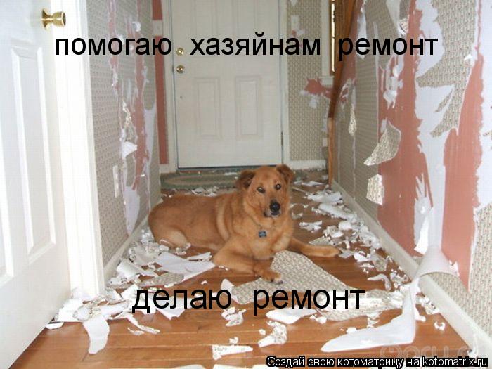 Котоматрица: помогаю  хазяйнам  ремонт делаю  ремонт