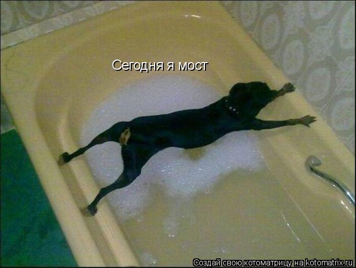 Котоматрица: Сегодня я мост