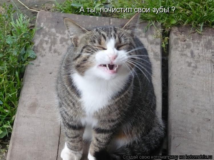 Котоматрица: А ты, почистил свои зубы ?