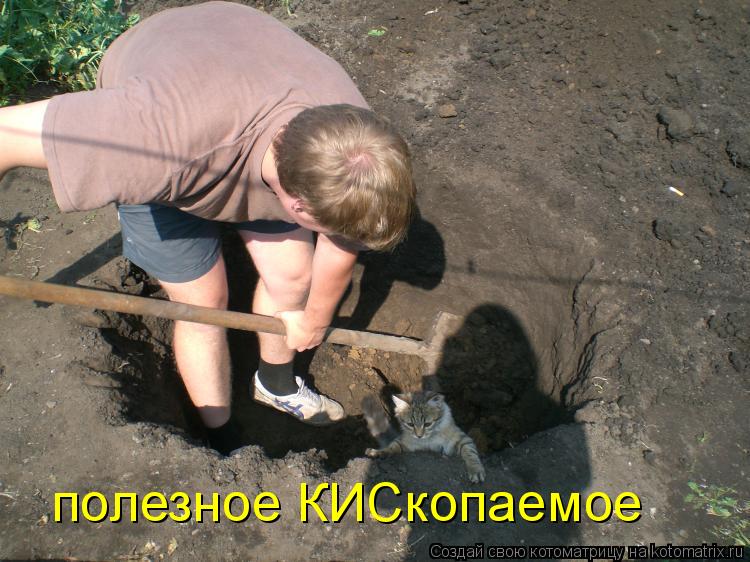 Котоматрица: полезное КИСкопаемое