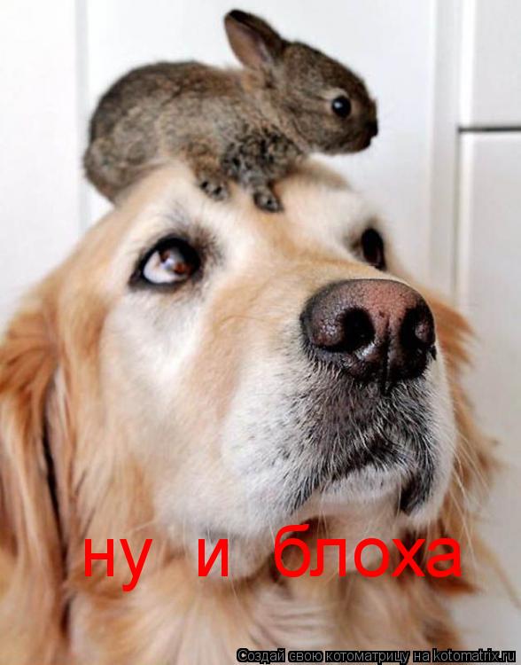 Котоматрица: ну  и  блоха