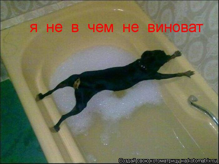 Котоматрица: я  не  в  чем  не  виноват