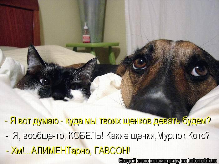 - Я вот думаю - куда мы твоих щенков девать будем? - Я, вообще-то, КОБЕЛЬ! Какие щенки,Мурлок Котс? ... Котоматрица: - Я вот думаю - куда мы твоих щенков девать будем? - Я, вообще-то, КОБЕЛЬ! Какие щенки,Мурлок Котс? - Хм!...АЛИМЕНТарно, ГАВСОН!