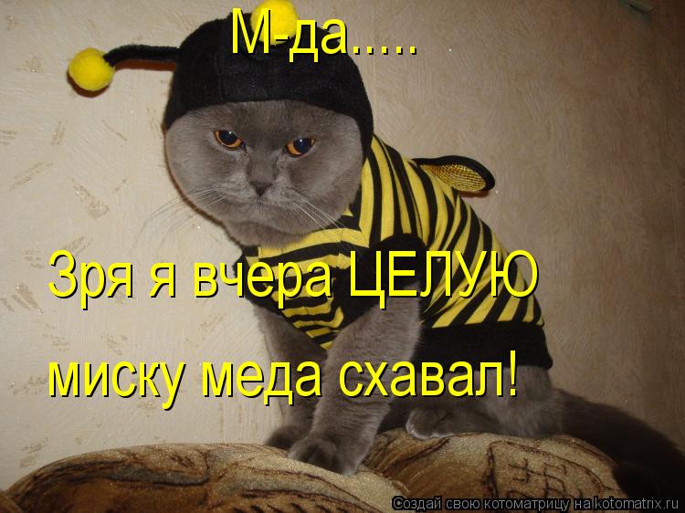 Котоматрица: М-да..... Зря я вчера ЦЕЛУЮ миску меда схавал!