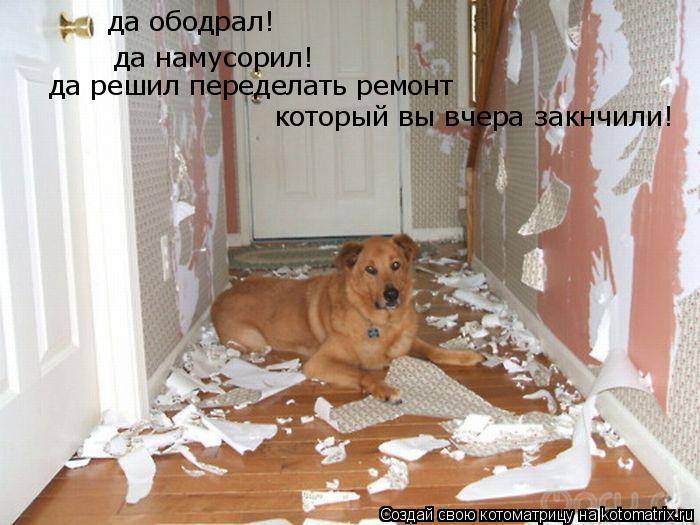 Котоматрица: да ободрал! да намусорил! да решил переделать ремонт который вы вчера закончили!3 да решил переделать ремонт  который вы вчера закнчили!