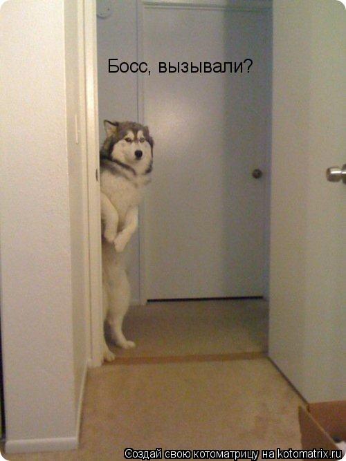 Котоматрица: Босс, вызывали?