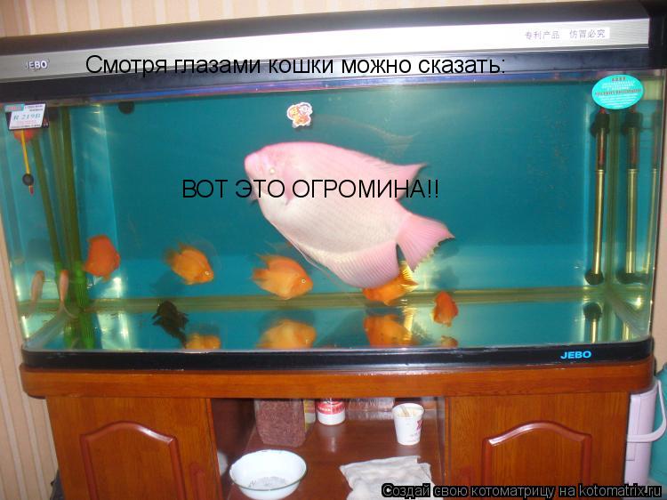 Котоматрица: Смотря глазами кошки можно сказать: ВОТ ЭТО ОГРОМИНА!!