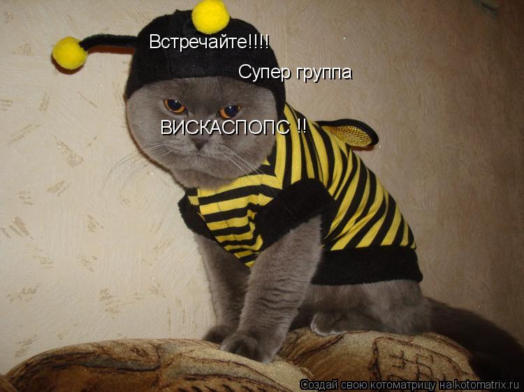 Котоматрица: Встречайте!!!! Супер группа ВИСКАСПОПС !!