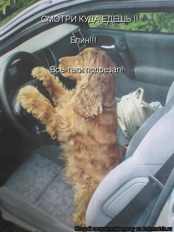 СМОТРИ КУДА ЕДЕШЬ !! Блин!!! Все-таки подрезал!... Котоматрица: СМОТРИ КУДА ЕДЕШЬ !! Блин!!! Все-таки подрезал!