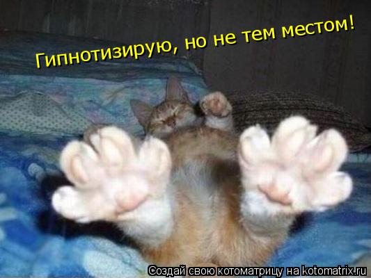 Гипнотизирую, но не тем местом!... Котоматрица: Гипнотизирую, но не тем местом!