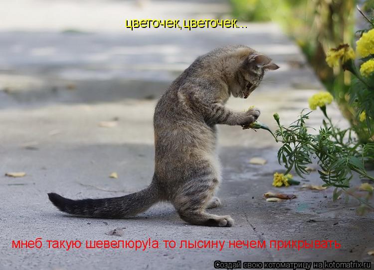 цветочек,цветочек... мнеб такую шевелюру!а то лысину нечем прикрывать... Котоматрица: цветочек,цветочек... мнеб такую шевелюру!а то лысину нечем прикрывать