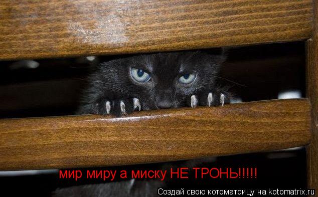 мир миру а миску НЕ ТРОНЬ!!!!!... Котоматрица: мир миру а миску НЕ ТРОНЬ!!!!!