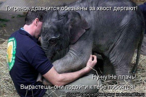 Тигренок дразнится,обезьяны за хвост дергают! Ну-ну!Не плачь! Вырастешь-они подойти к тебе побоятся!... Котоматрица: Тигренок дразнится,обезьяны за хвост дергают! Ну-ну!Не плачь! Вырастешь-они подойти к тебе побоятся!